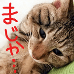 猫っ毛はハゲる?