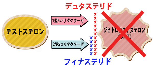 2種類の5αリダクターゼ阻害効果