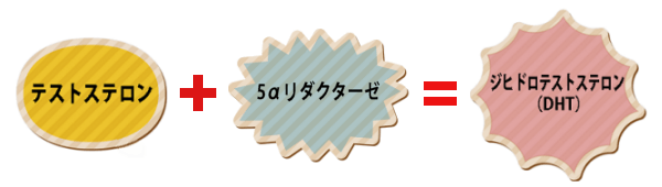 AGAのメカニズム