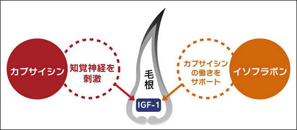 イソフラボンとカプサイシンの効果