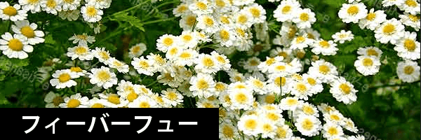 チャップアップサプリのフィーバーフュー
