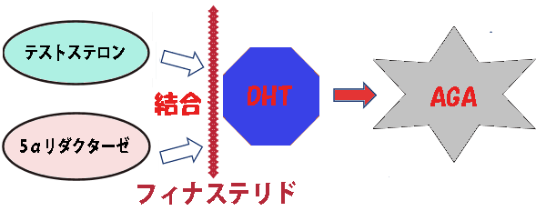 AGAの仕組み
