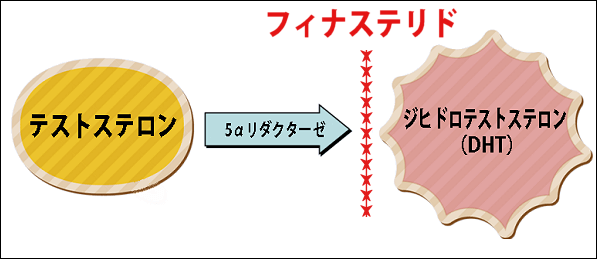 フィナステリドの作用