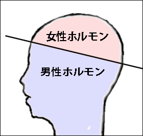 男性ホルモンと女性ホルモンが髪の毛に与える影響