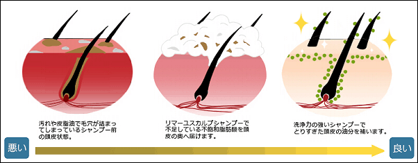 リマーユスカルプシャンプーに含まれる馬油の効果