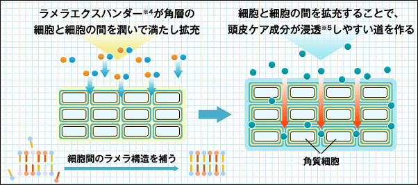 スカルプDの高い浸透力