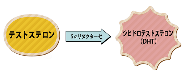 AGAのメカニズム