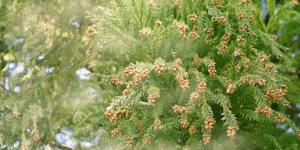 花粉症でハゲる？