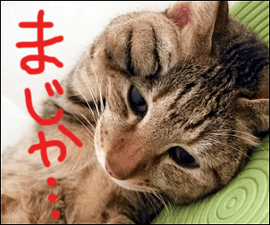 猫っ毛はハゲる？