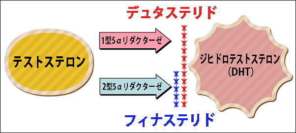 フィナステリドとデュタステリドの違い