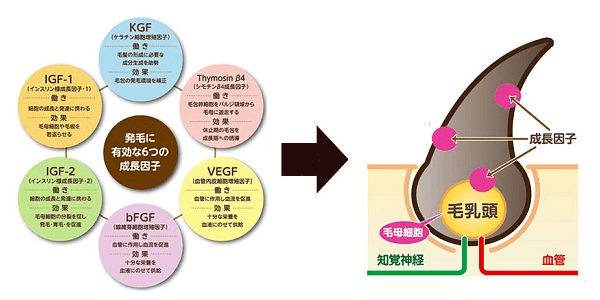成長因子で髪は生える？