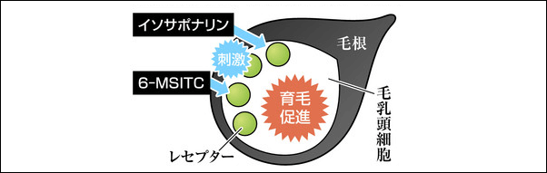 本わさびの発毛効果