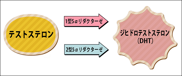 デュタステリドの仕組み