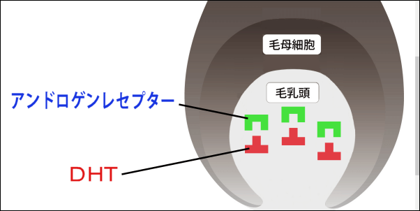AGAのメカニズム