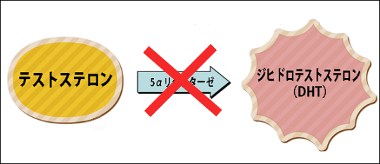 アルファトラジオールの働き