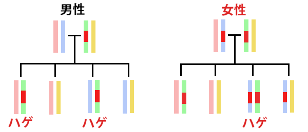 男女の遺伝による薄毛の違い