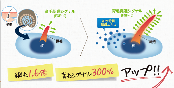 ケノミカの育毛メカニズム