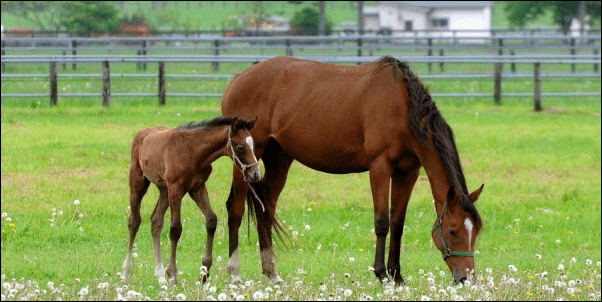 ルグゼバイブの馬プラセンタ