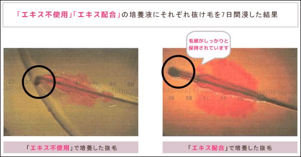ヴェフラに配合されるミツイシコンブの効果