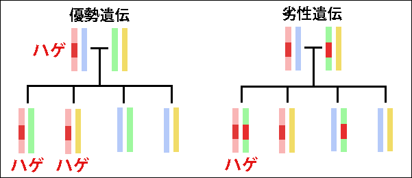 薄毛の優勢遺伝と劣性遺伝