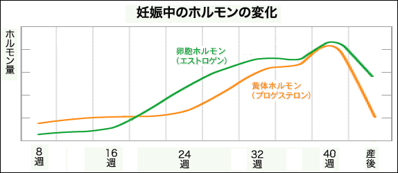 妊娠中の女性ホルモンの推移